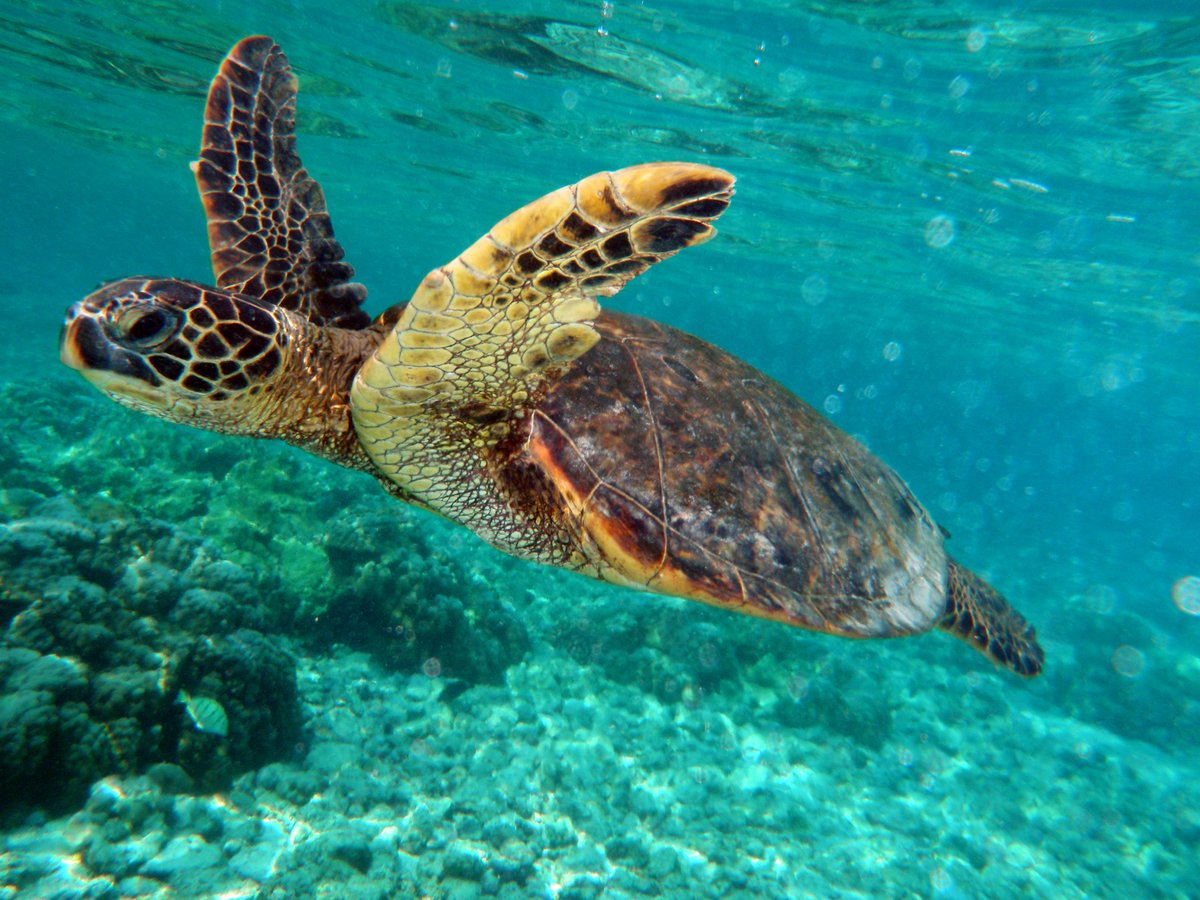 WildlifeDay's tweet photo. Green turtles are nesting more. Legal protections and long-term conservation are helping this endangered species rebound in parts of its range. For #WWD2022, join us as we strive to #RecoverKeySpecies https://t.co/hW7VtdeXHK
Image credit: Brocken Inaglory, CC BY-SA 3.0 https://t.co/MFr6GOdndd