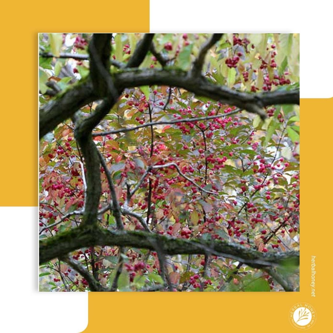CustomHerbals's tweet photo. CommuniTEA ED: Euonymus atropurpureus; Burning Bush is a choloagogue &amp; hepatic. It is also a laxative/diuretic &amp; stimulant to the circulatory system.  It is contraindicated with medications to treat heart failure.

#tea #communiTea #denvercolorado  #teablogger #Godfirst https://t.co/IsfNH6UEuC