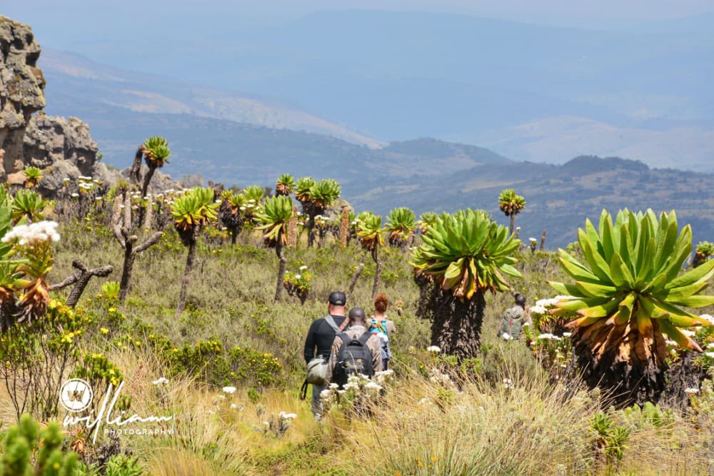 bentique3's tweet photo. You simply can’t love this country enough. My brother @DiscoverSipi shared some stunning shots of Mount Elgon National Park 🏞 and I must say they are jaw dropping indeed. 
#AroundUgOnTwitter 
📍 Mount Elgon https://t.co/S5FOFivFyg