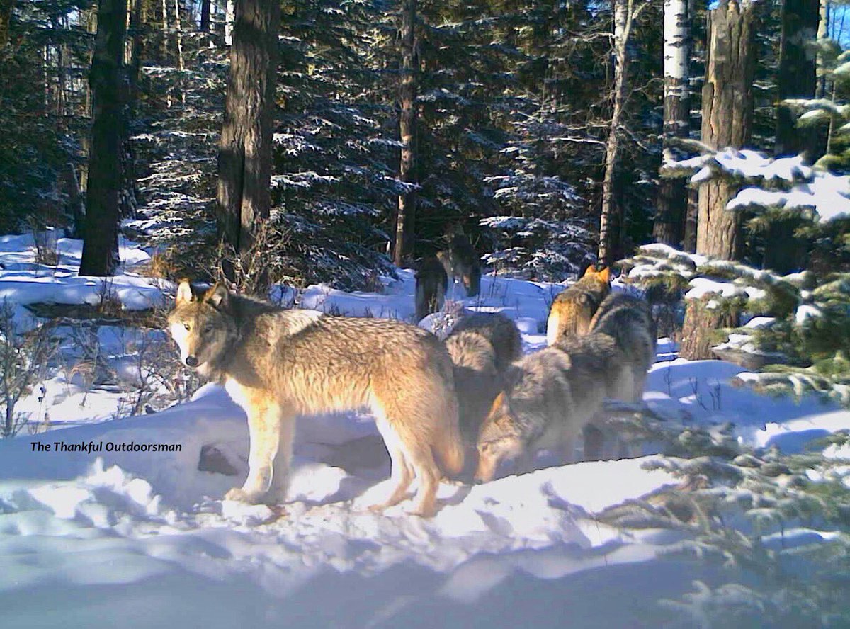 First time I’ve had 9 wolves in one trail camera picture!
