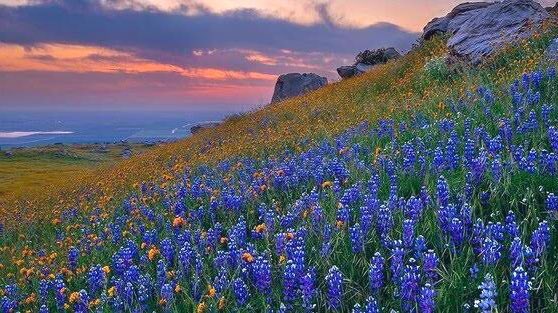 itmydefinition's tweet image. บลูบอนเนต (น.)
หรือ Bluebonnet ดอกไม้แห่งความรู้สึกที่ลึกซึ้ง แสนเศร้าและการบอกลา ทำให้คิดถึงความเศร้าเสียใจปนเหงาที่เคยมีมาแต่ก็ยังเลือกที่จะจดจำมันเอาไว้ในใจเสมอ กล่าวว่า “ถึงจะเจ็บปวดแค่ไหน ก็ขอไม่ลืมมัน”