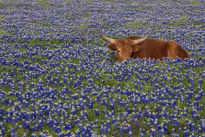 itmydefinition's tweet image. บลูบอนเนต (น.)
หรือ Bluebonnet ดอกไม้แห่งความรู้สึกที่ลึกซึ้ง แสนเศร้าและการบอกลา ทำให้คิดถึงความเศร้าเสียใจปนเหงาที่เคยมีมาแต่ก็ยังเลือกที่จะจดจำมันเอาไว้ในใจเสมอ กล่าวว่า “ถึงจะเจ็บปวดแค่ไหน ก็ขอไม่ลืมมัน”