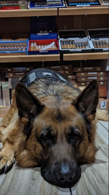 I love hanging out with the guys at the Perfect Ash. 🐾🐕‍🦺🐶#dogs #DogsofTwittter #Cigar #Ashtray #fun #relaxation
