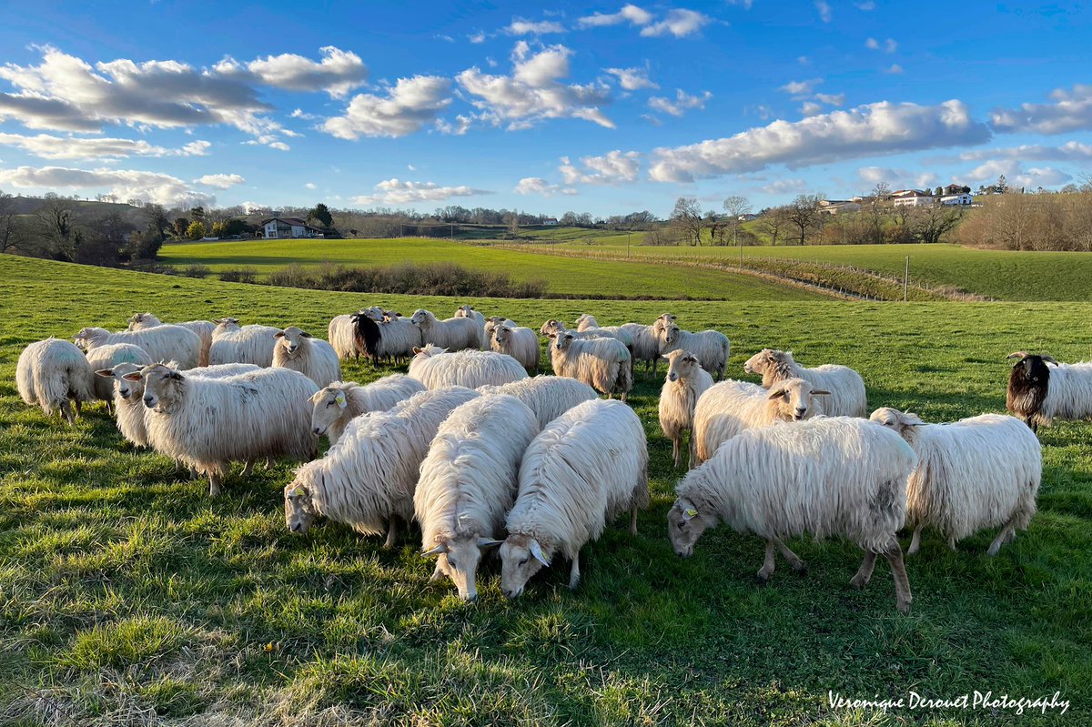 vederouet's tweet photo. 🌶🏳🫑   I ♥️ 🐑 
Veronique Derouet 02/2022
#paysagebasque #pyreneesatlantiques #paysbasque #basquecountry #sheep #animals @ThePhotoHour https://t.co/nyrjx56g7W