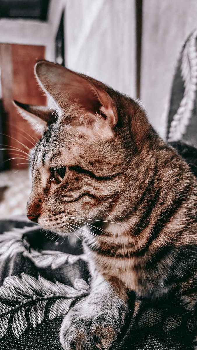 #catecoin #CateArmy #CatecoinArmy  #binancecat #madie #papaje