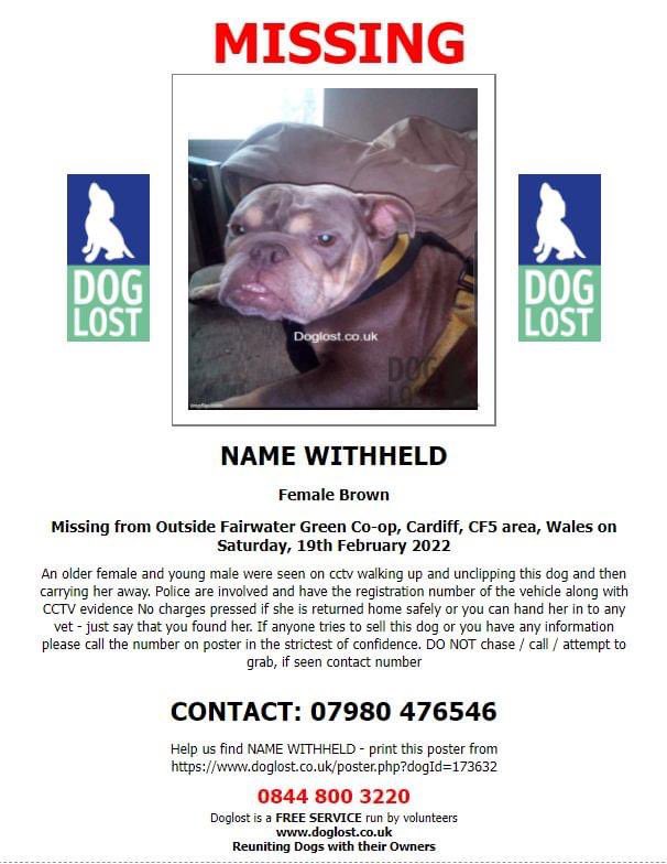 rosiedoc666's tweet photo. ‼PLS HELP US MAKE THIS DOG #TOOHOTTOHANDLE AND SHARE,SHARE, SHARE‼
🔻#Missing from outside #FairwaterGreen Co-op, #Cardiff #CF5 Wales Saturday 19/2/22
🔻An older female and young male were seen on #cctv walking up and unclipping this dog and then carrying her away POLICE AWARE https://t.co/tZUT0B8rfl