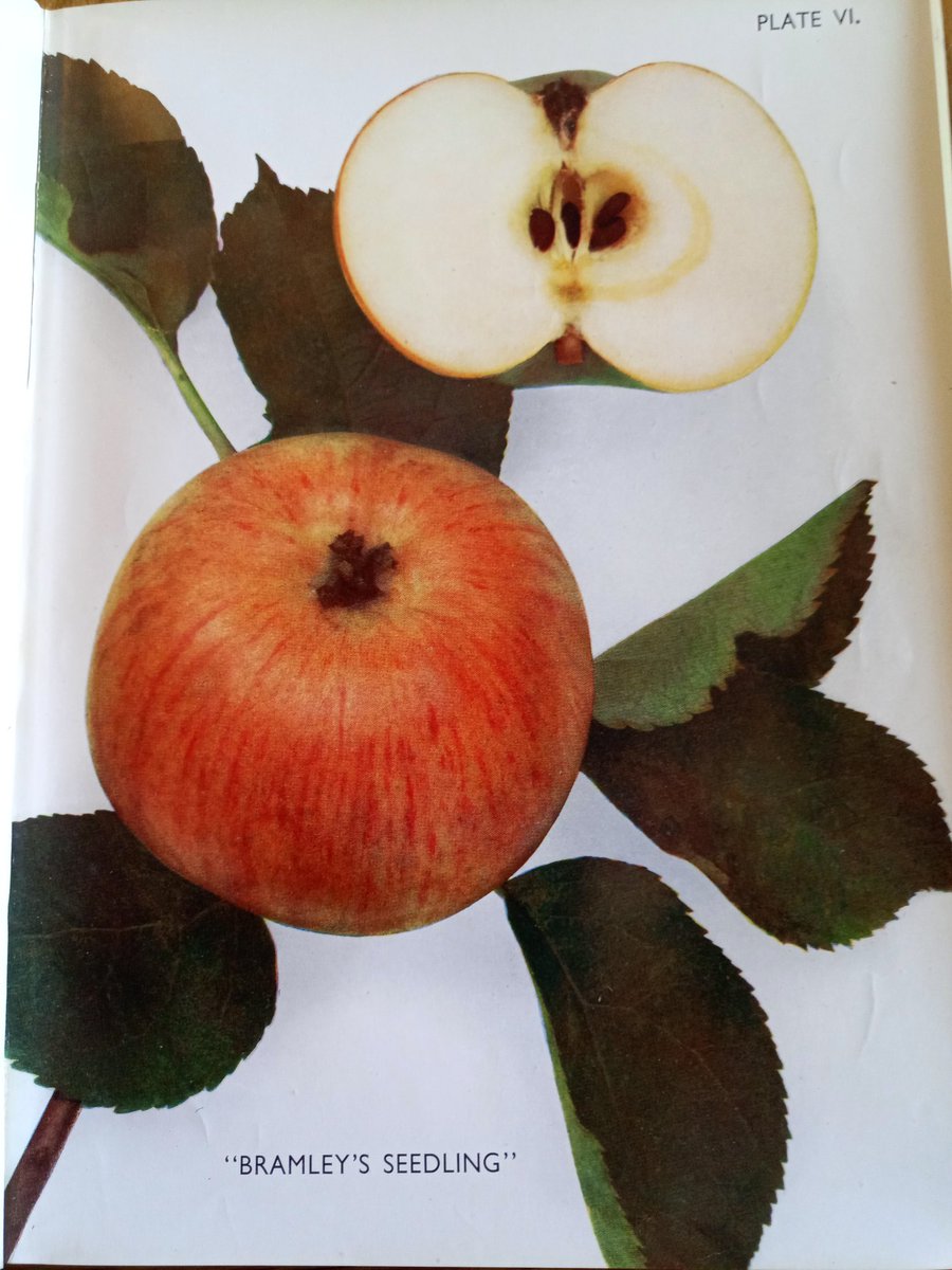 OrchardNotes's tweet photo. Just received the latest addition to my #pomolibrary. A battered, jacket-less copy of H. V. Taylor's 'The Apples of England' (usually Β£80ish, I paid Β£12). Variety descriptions, lovely colour plates and, tucked inside, a post-WW2 #cider- & #orchard-related historical document π https://t.co/o3oEObtLQa
