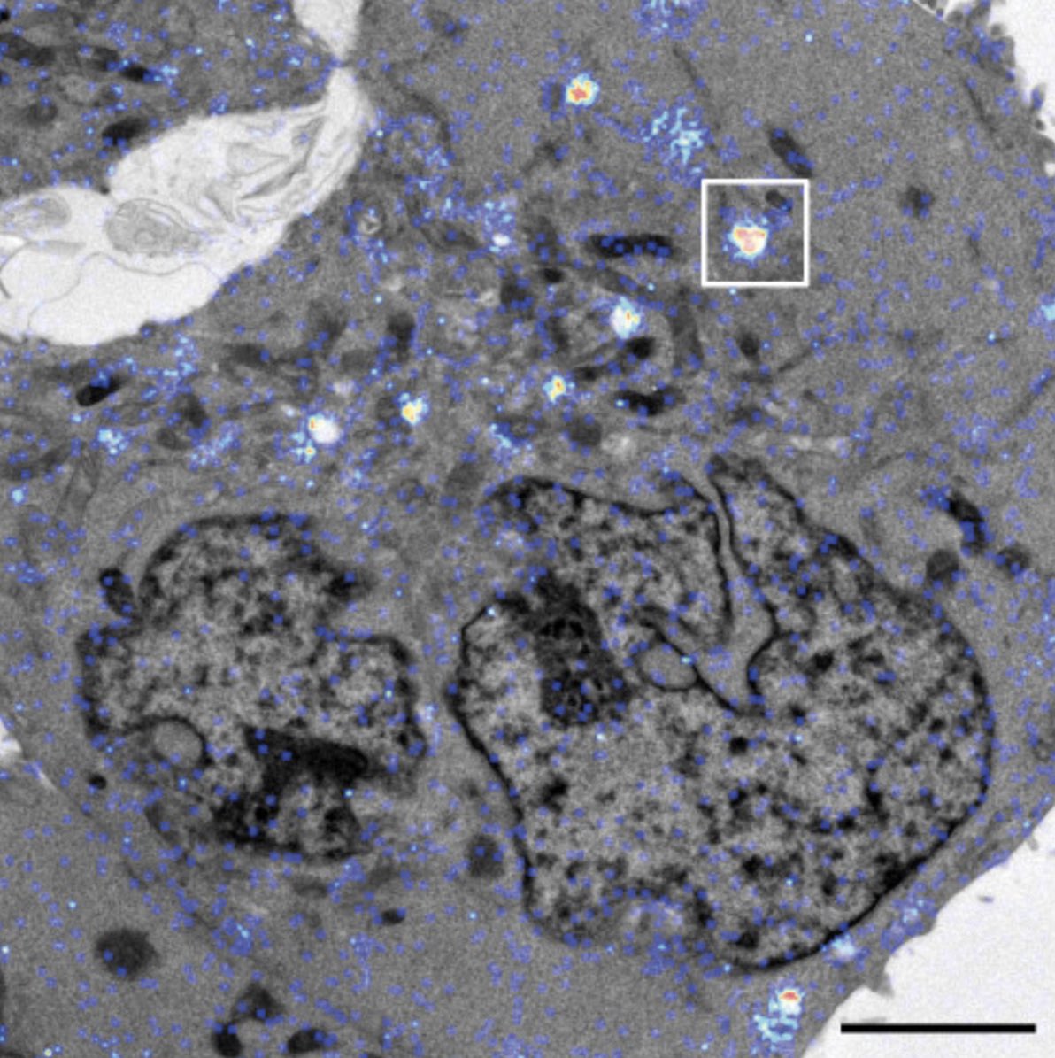 MKurczy's tweet photo. @Emmakay1Kay  shows how we investigate RNA therapeutics w/  @Nanosims_SE &amp; @BioVentureHub https://t.co/4hONiwQuqT #mdpipharmaceutics @MDPIpharma https://t.co/AWXmHUQ3b5