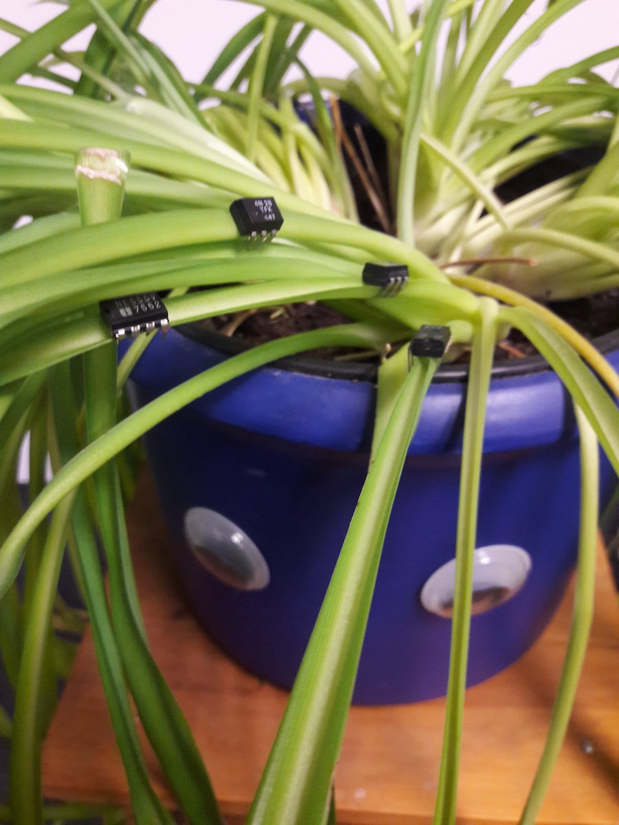 realHerrPflanze's tweet photo. ... Käfer, überall Käfer ... #TheOnlyGoodBugIsADeadBug https://t.co/1jm51R93oh