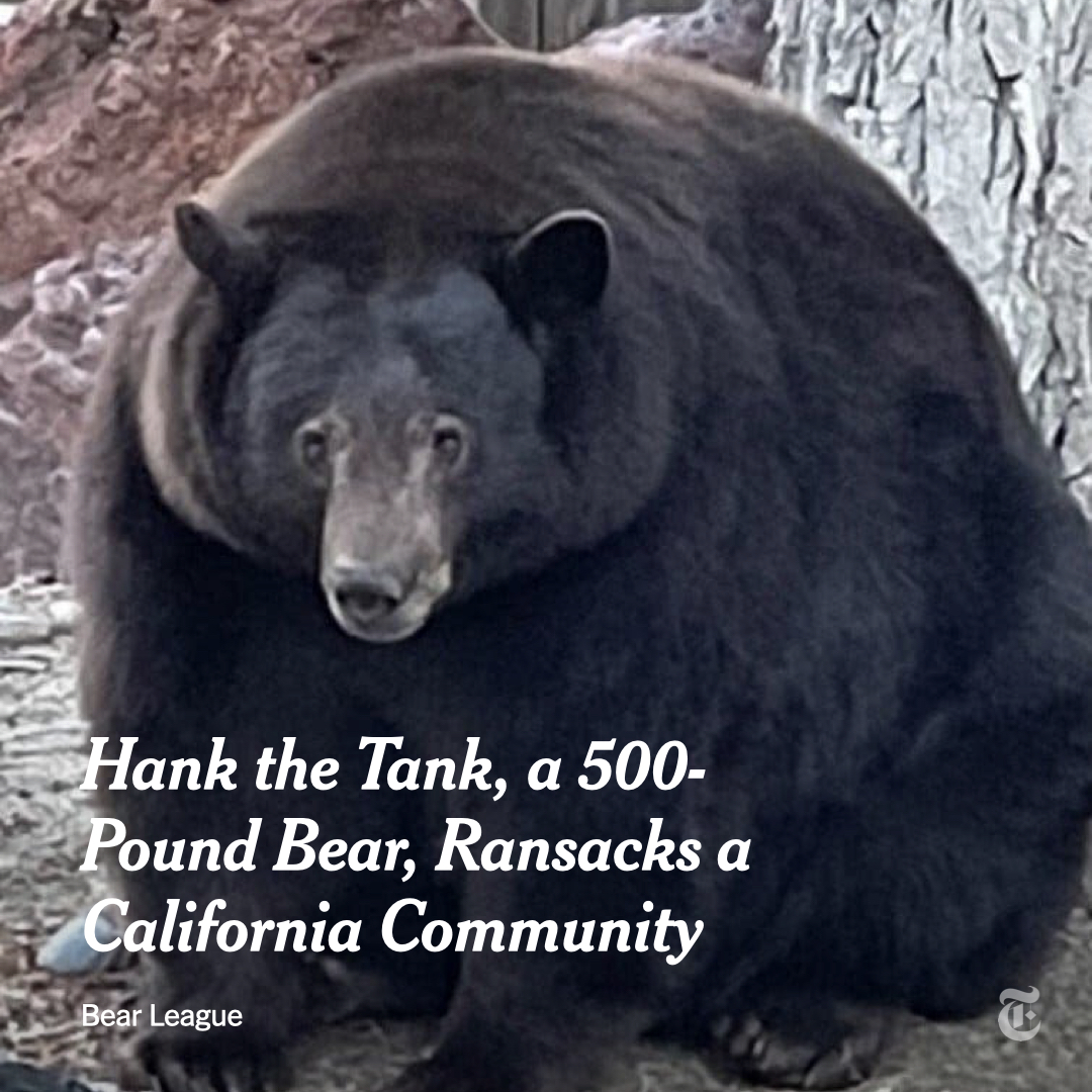 nytimes's tweet image. A black bear known as Hank the Tank has broken into more than two dozen California homes since July, officials say. Paintballs, bean bags, sirens and Tasers cannot keep the 500-pound animal from seeking leftover pizza and other food. nyti.ms/3s7KLsY