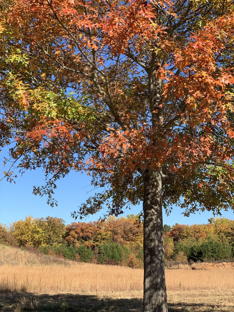 SilverWolf167's tweet image. Missing autumn 🍂🍁🍂🌾#bringbackfall #fall #MondayMorning