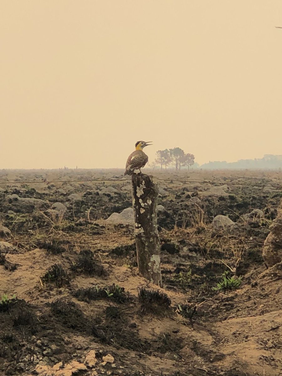 Banco de Bosques tweet media