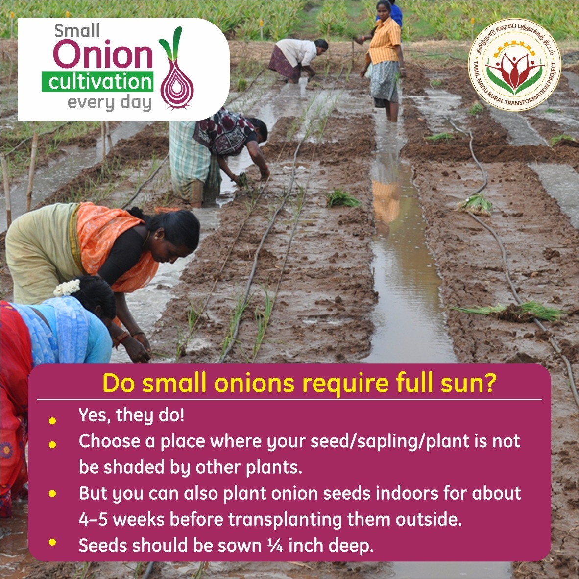 VKP_TNRTP's tweet photo. Onion is a temperate crop but the plant requires full sunlight for about 6-8 hours every day !!
#CommunityFarmSchool #OnionCultivation #OnionFarming #FarmingPractices #Fertilisers #SPARKS #BasicFarming #DYK https://t.co/gY8ZEo5MqX
