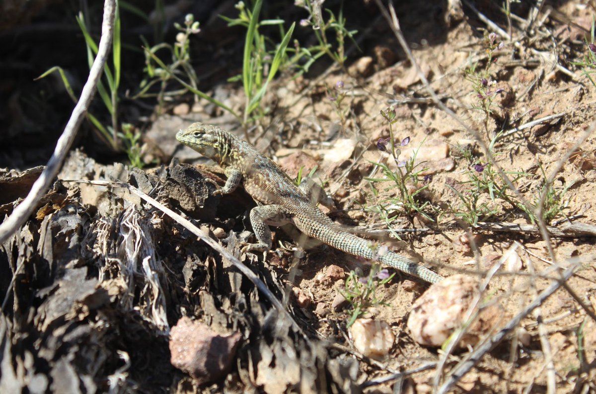 CIMI_Science's tweet photo. Here on Catalina Island we can see a variety of terrestrial animals! For example, the Arctic Goose, Bison, and the Common Side-Blotched Lizard. 🦆 🦎 🦊 🦌 🦅 #cimiscience #terrestrialanimals #landanimals #arcticgoose #alligatorlizard #landdwellers #marinescience #catalinaisland https://t.co/ZFtIojJebk