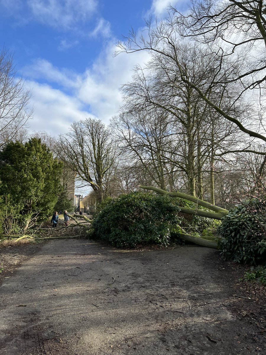 In tuin van Paleis Noordeinde valt net een enorme boom over het pad heen. Wonder boven wonder geen gewonden.