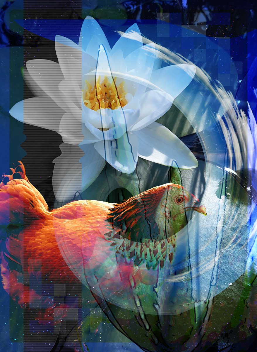 uproar001's tweet photo. Chickennn 🐔

#GraphicDesigner #pond #chicken #lily #pondlily #aloevera #music #musician #albumart #stars #outerspace #space #graphicdesign #edit #album https://t.co/1WoLkQZlUC