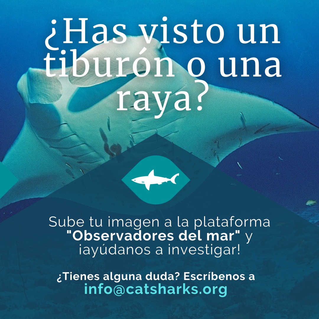 Cat_Sharks's tweet photo. Atención ‼🦈📢

Si tenéis registros de #tiburones y #rayas del #Mediterráneo español subidlos a https://t.co/r5DXmskAXR 🦈

¿Os preguntáis por qué? 🤔

¡Pues con un breve #hilo lo vemos! 😉

#Ciencia #Biología #retotiburonesyrayas #cienciaciudadana #participa #notequedesfuera https://t.co/4I95G03Ygy
