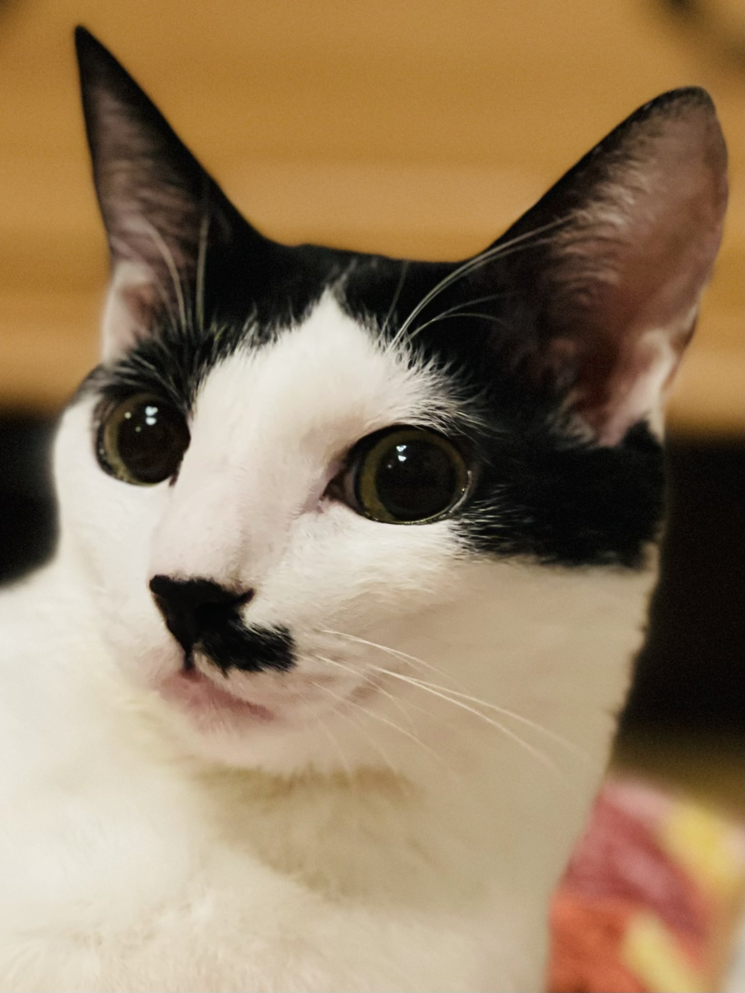 原田オーダー猫ちゃん オーダー猫ちゃん！ この子の名前はにゃん太くん。 ご家族に見守