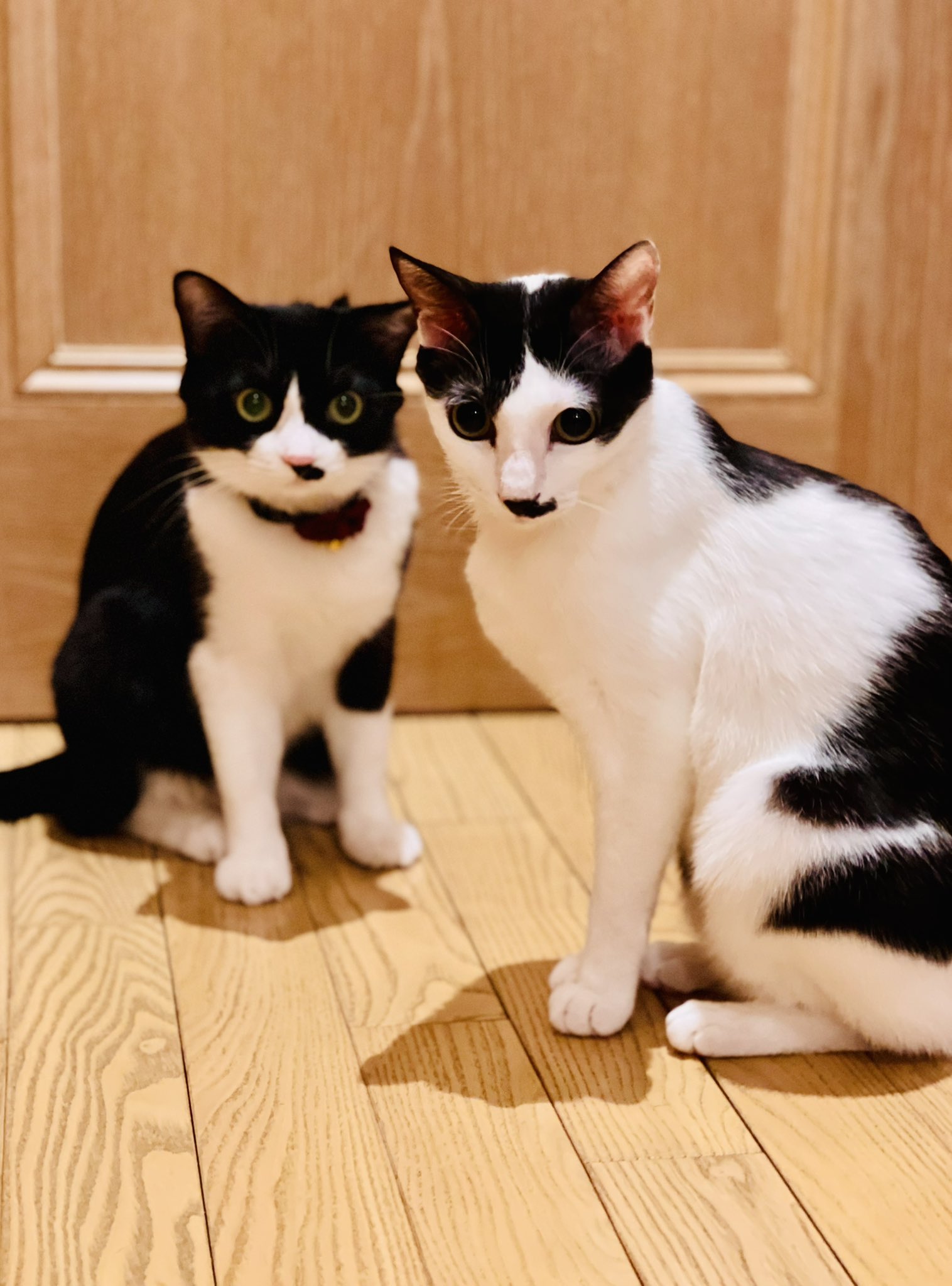 原田オーダー猫ちゃん あんこともなか🐾充電ねこ | ／ 『もはや、ねこ。』× あんもな