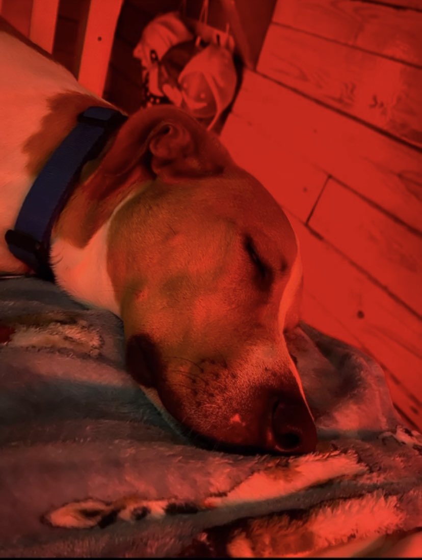 Hewo doggo frens!!! ❤️ #doglover #DogsofTwittter