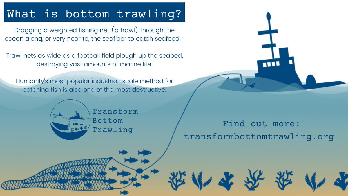 Transform Bottom Trawling Coalition on X: What is #BottomTrawling?  Dragging a weighted net (a trawl) through the ocean along, or very near to,  the seafloor to catch seafood. Fishing nets as wide