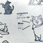 使ってみたいイタリア語!「ニャーニャー鳴く」は「ミャゴラーレ」!