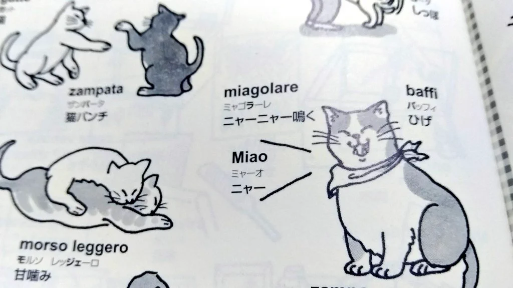 使ってみたいイタリア語！「ニャーニャー鳴く」は「ミャゴラーレ」！