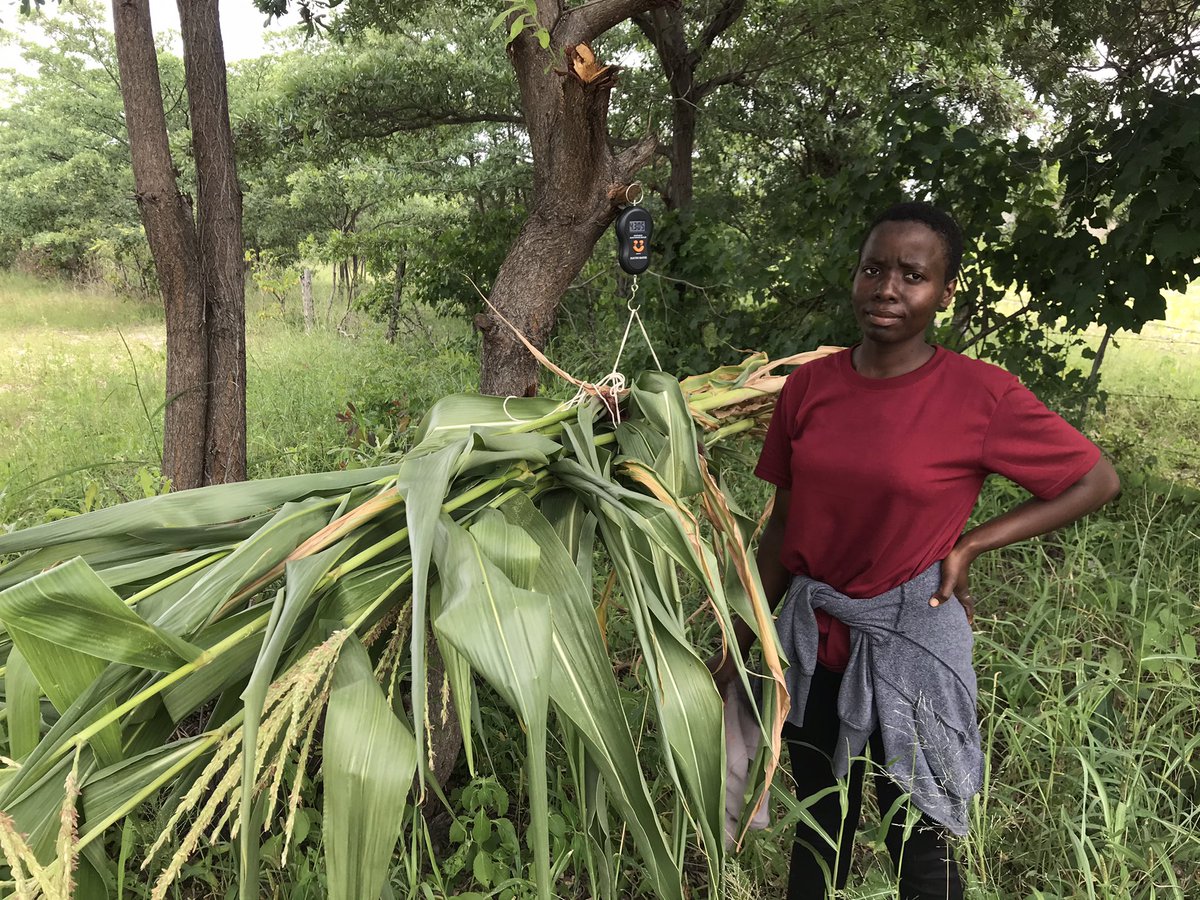 RemiCardinael's tweet photo. Looking for #roots in mucuna/cowpea-maize #intercropping systems in Mutoko 🇿🇼, estimating biomass at flowering stage, LAI and soil moisture measurements @gatien_falc @Cirad @CIMMYT #LIPS project @euinzim #climatechange #waterdynamics #drought #rootingdepth https://t.co/z73CaodhWY