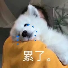 看了一晚上吃播
换来的是饿的满床打滚 浑身乏力
昨天满脑子是爱情💑
今天满脑子是火锅 烤肠 炸鸡 面面 奥利奥
都说鱼和熊掌不可兼得
但tm为什么肥和单身却可以😅
哼哼哼哼哼哼哼气死老夫了！👎🏻