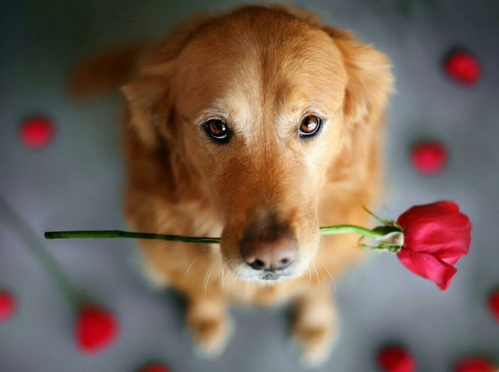 🌺🌼🌿🌼 Ǥ𝓻𝐚ｚɨａ 🌼🌿🌼🌺 tweet media