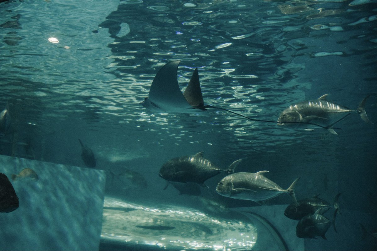 oadenn's tweet image. ออกไปถ่ายรูปใต้น้ำทะเลกัน
พิพิธภัณฑ์สัตว์น้ำบางแสน จ.ชลบุรี

#ReviewThailand