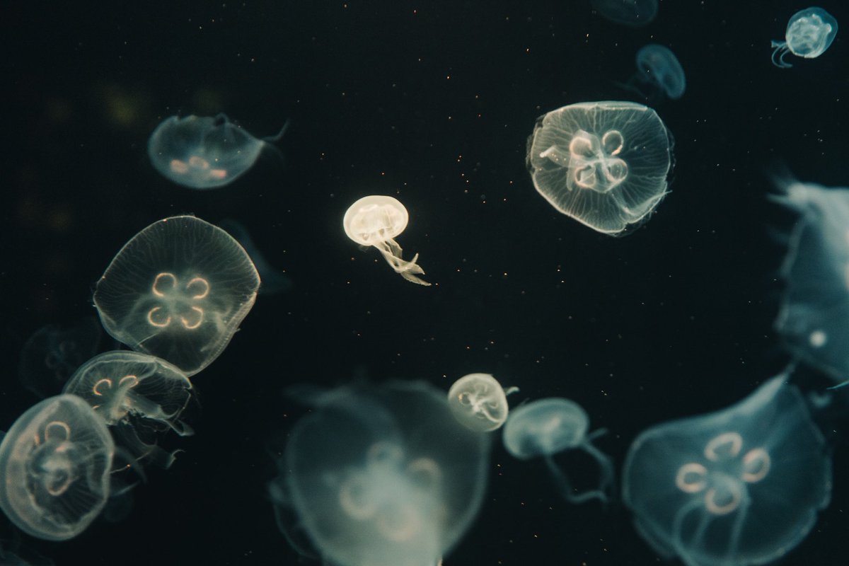 oadenn's tweet image. ออกไปถ่ายรูปใต้น้ำทะเลกัน
พิพิธภัณฑ์สัตว์น้ำบางแสน จ.ชลบุรี

#ReviewThailand