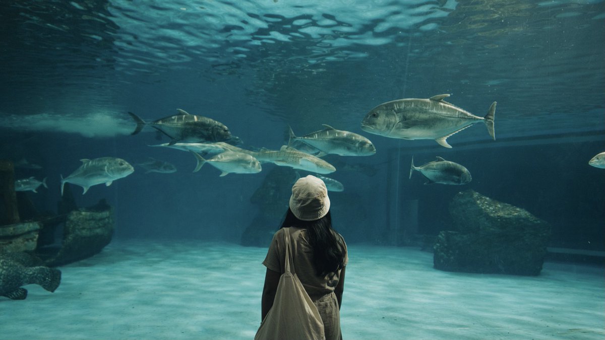 oadenn's tweet image. ออกไปถ่ายรูปใต้น้ำทะเลกัน
พิพิธภัณฑ์สัตว์น้ำบางแสน จ.ชลบุรี

#ReviewThailand