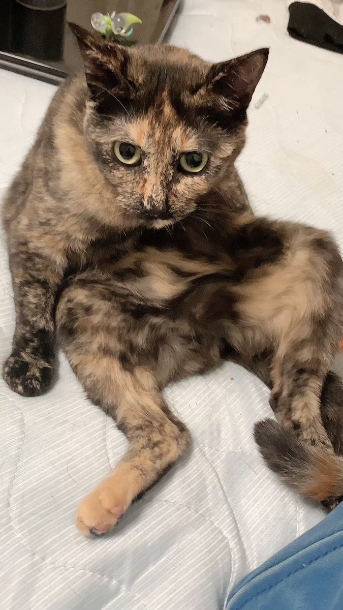 mutico_muu's tweet photo. #猫の日
#猫のいる生活 
#猫がいる幸せ 
#サビ猫 
#にゃんにゃんにゃんの日 
そらちゃんとうみちゃん💓 https://t.co/fKKxUyHURO