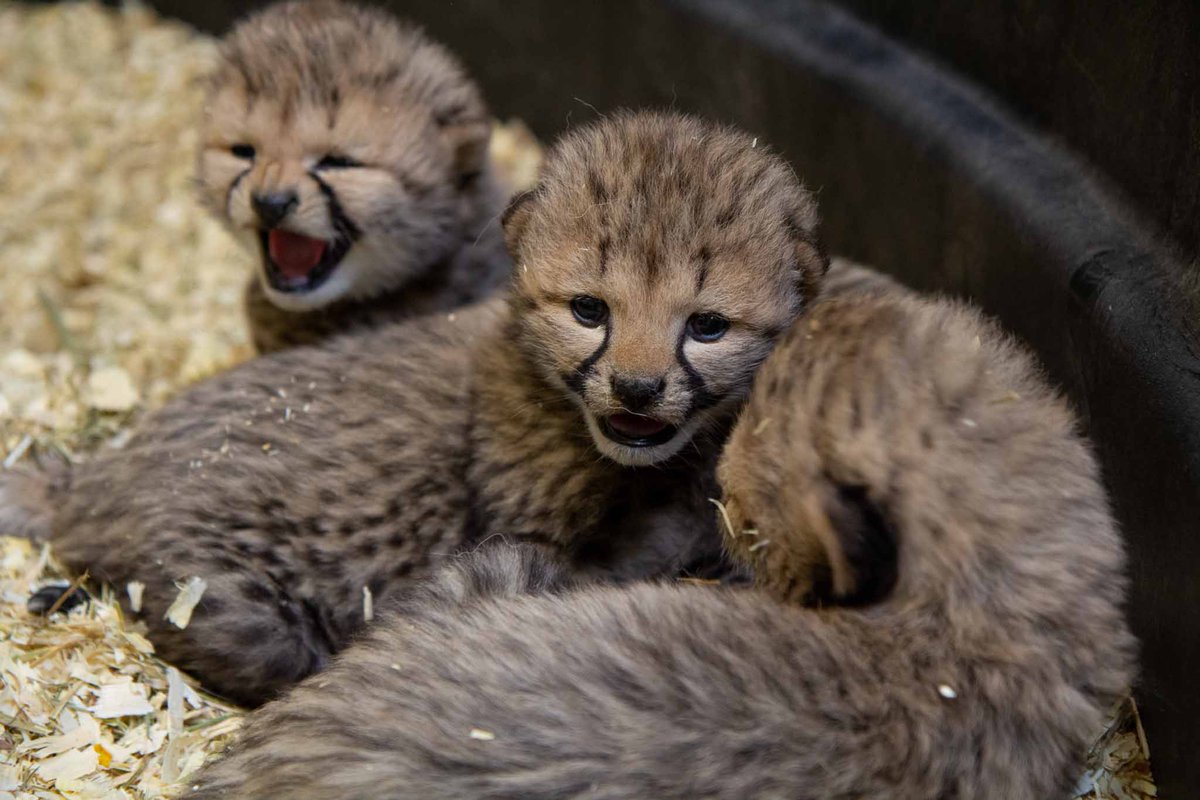 TheTorontoZoo's tweet photo. Happy Family Day from our family to yours ๐ #FlamingHotCheetahs #TOCheetos https://t.co/cRImTQkTmi