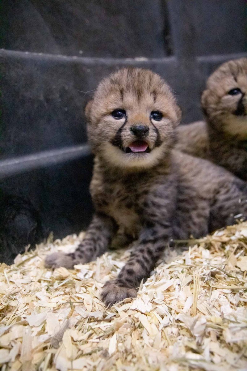 TheTorontoZoo's tweet photo. Happy Family Day from our family to yours ๐ #FlamingHotCheetahs #TOCheetos https://t.co/cRImTQkTmi