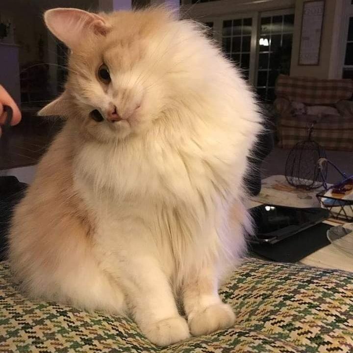 HoomaSiddiq's tweet photo. #صورة_ملف_شخصي_جديدة https://t.co/qyV3cr4p48