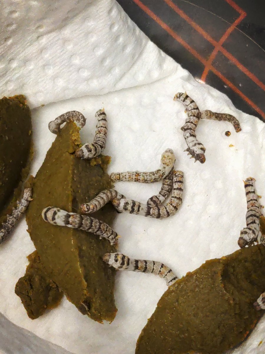 Escher Cattle tweet media