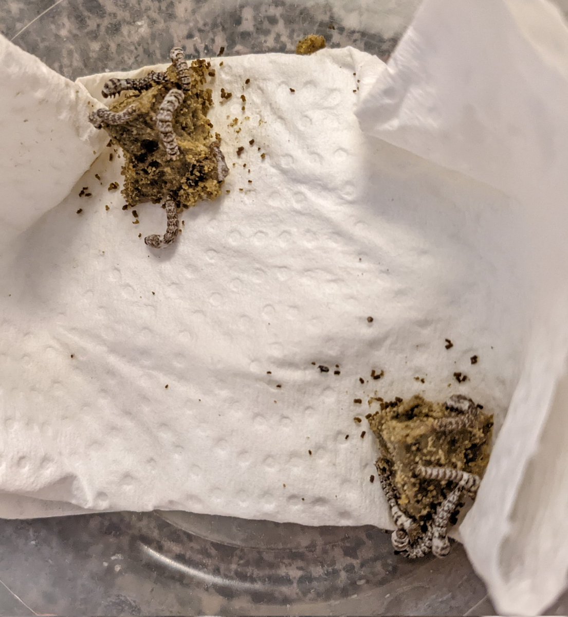 Escher Cattle tweet media