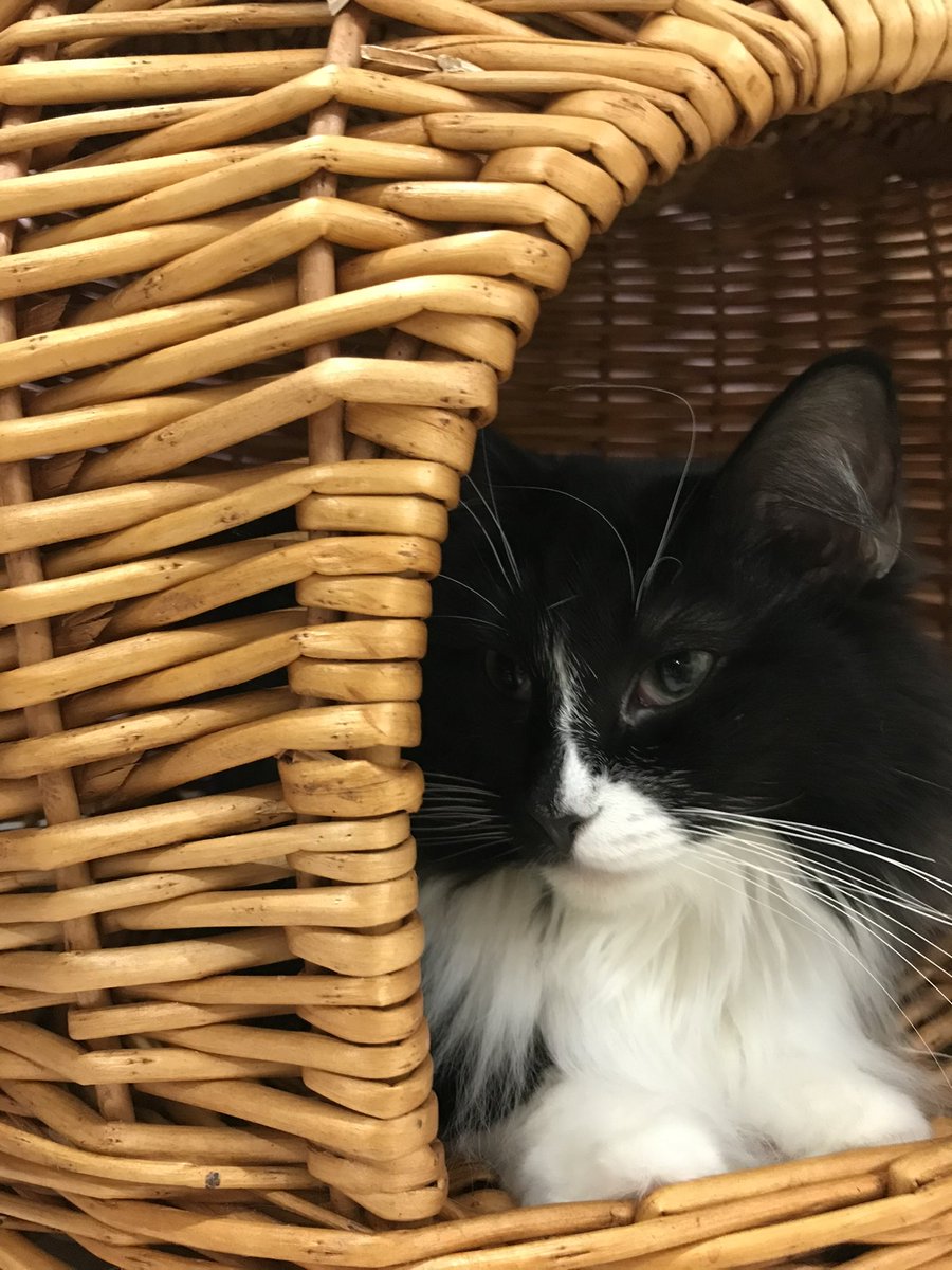 adek776's tweet photo. にゃんだ今日は猫の日か
プレゼントをキャットかないとにゃ

#2022年2月22日
#猫の日  #にゃんにゃんにゃんの日  #ねこ #ファインダー越しの世界 #にゃー https://t.co/b36H0VF97U