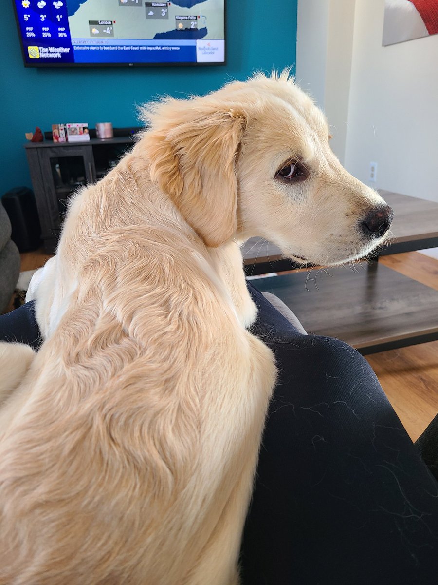 CourtHaw's tweet photo. Cuddly guy with the side eye this morning ๐คฃโค #GoldenRetrievers #goldenpatrick #cuddlyguy #dogsoftwitter https://t.co/P9sBewNzw9