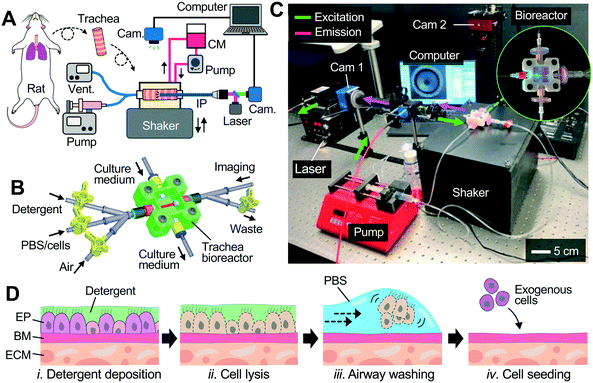 GVNlab's tweet photo. Check out our new collaborative work with Dr. Jinho Kim at Stevens Institute of Tech on developing an "Imaging-guided bioreactor for de-epithelialization & long-term cultivation of ex vivo rat trachea," published in @LabonaChip!
https://t.co/A0nBdxaEoU #lungbioengineering https://t.co/FyuDZh6dCC