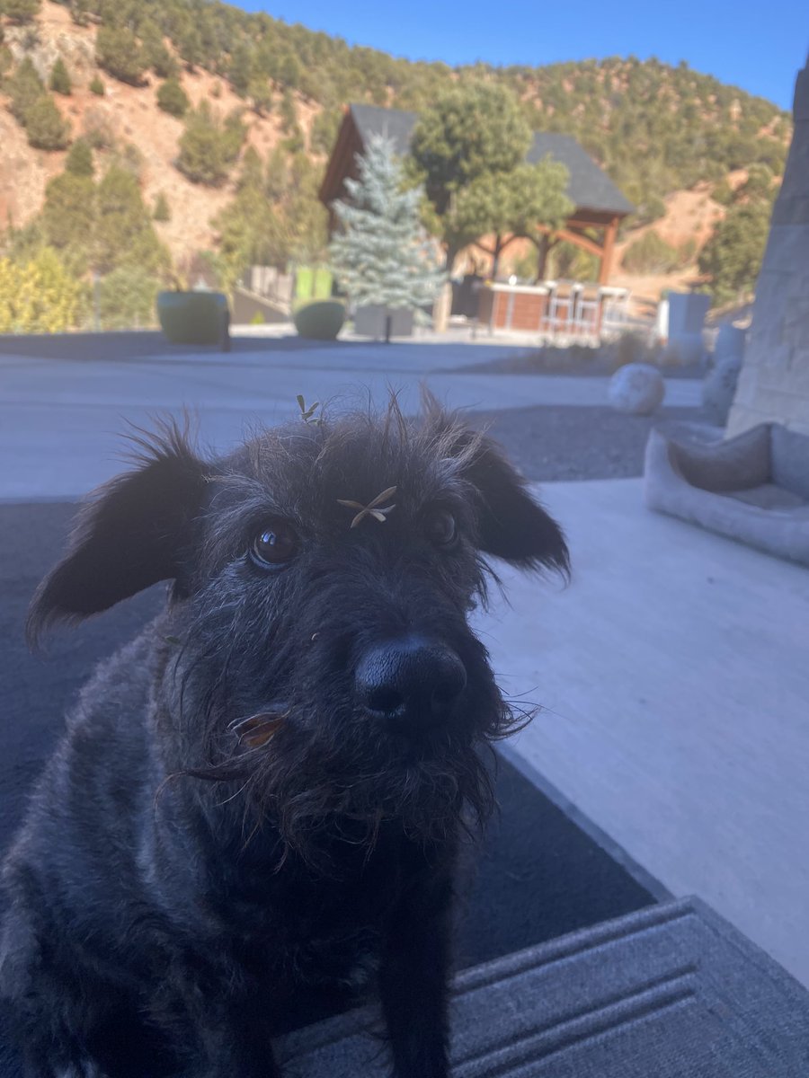 Mitch_Byl's tweet photo. Man this has been one of the hardest weeks for me I will always miss you. RIP My little Mountain dog https://t.co/MZVzj6SI40