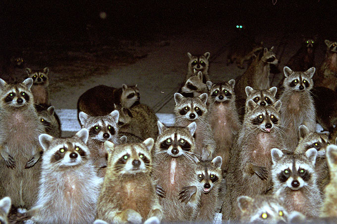 raccoonhourly's tweet photo. https://t.co/2uoHjdydN7