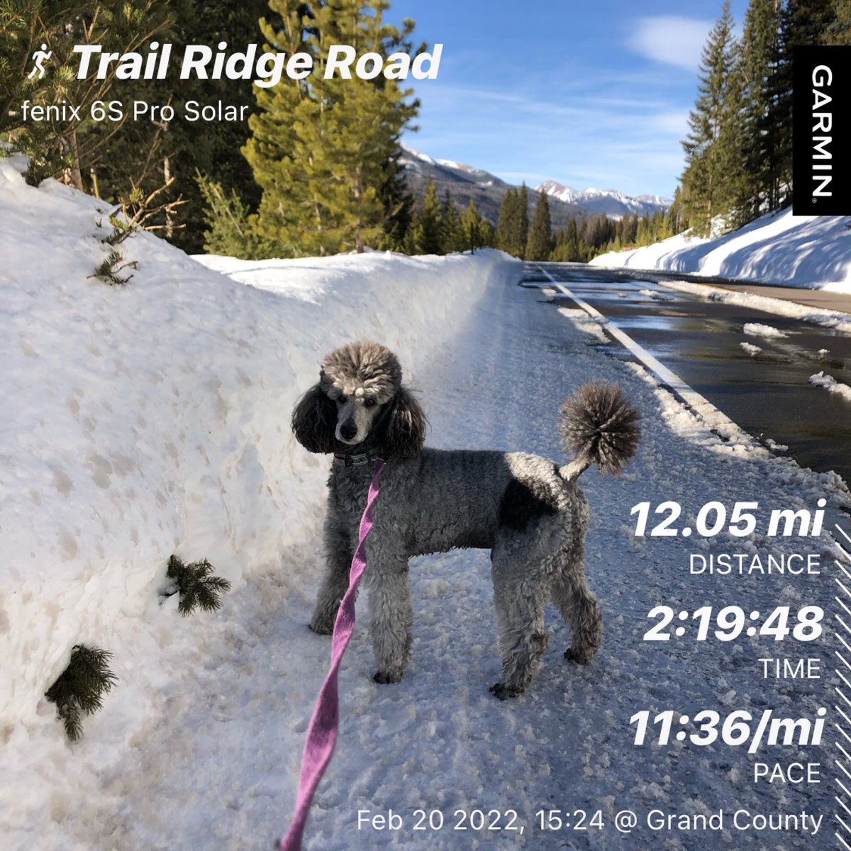 Realrellim's tweet photo. Yesterday’s road run on Trail Ridge Road in @RockyNPS with the #miniaturepoodle. Dogs aren’t allowed on trails so winter is the only time he gets to run with me there. #Runstreak day 1236 #zoomarun #zoomarunclub #skirtsports #running #findyourpark #grandcountycolorado https://t.co/Z9F1iKho5S