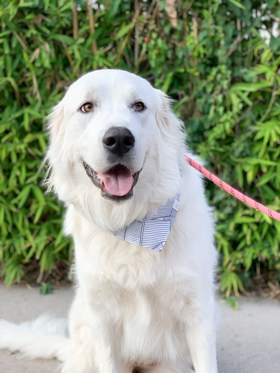 FleishmanTX's tweet photo. Happy National Love Your Pet Day, y'all😍! As far as we are concerned, every day should be #NationalLoveYourPetDay. Let us introduce you to some of our very own FHers: Shadow🐶, Willow🐶, Cody🐶, and Kona🐶(1/2) https://t.co/G4aHEkZO6N