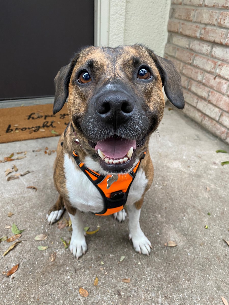 FleishmanTX's tweet photo. Happy National Love Your Pet Day, y'all😍! As far as we are concerned, every day should be #NationalLoveYourPetDay. Let us introduce you to some of our very own FHers: Shadow🐶, Willow🐶, Cody🐶, and Kona🐶(1/2) https://t.co/G4aHEkZO6N