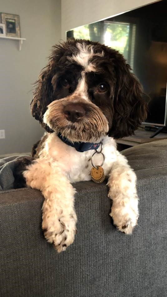 FleishmanTX's tweet photo. Happy National Love Your Pet Day, y'all😍! As far as we are concerned, every day should be #NationalLoveYourPetDay. Let us introduce you to some of our very own FHers: Tyson🐱, Rudy🐶, and Bentley🐶(2/2) https://t.co/H81wUffK84