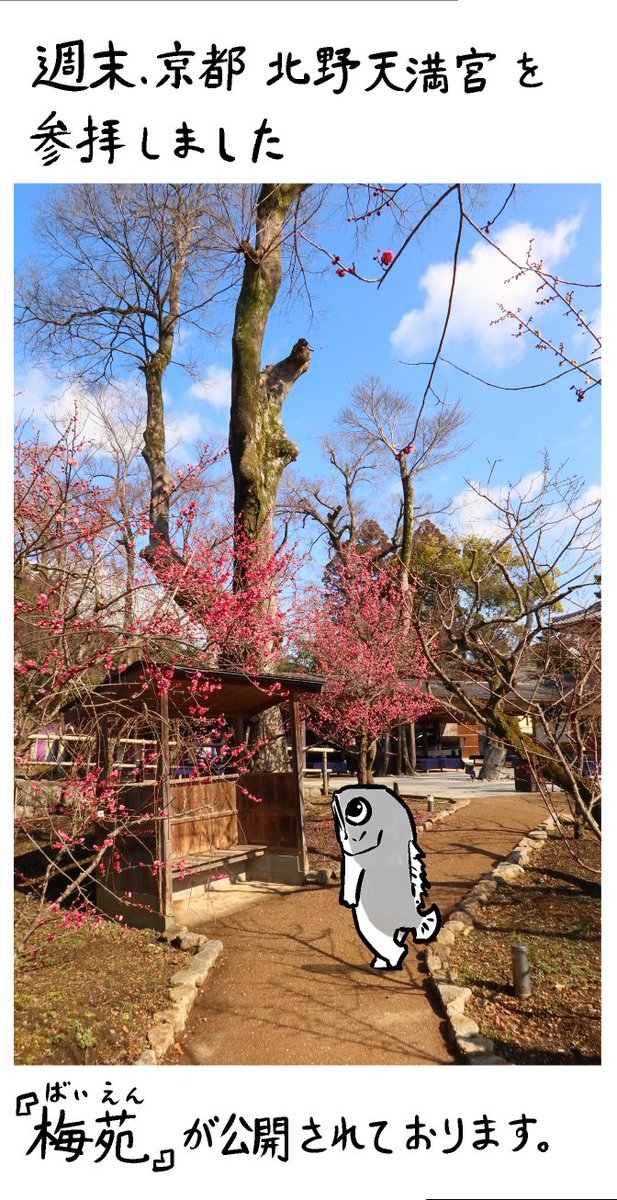 京都は寒かったです。
#北野天満宮 #梅苑 #鬼切丸 