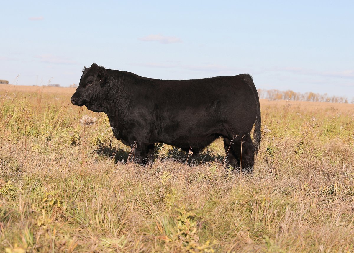 Herd Sire Sells 
SFM Stoughton 18D Homo Polled 
Some of Stoughton's top progeny are pictured.
WLB Livestock Online Bull Sale 
March 6, 2022
Douglas MB.
DLMS Farm Gate Timed Auctions 
#Simmental  #Herdsire #Beef #WLBLivestock #BohrsonMarketing